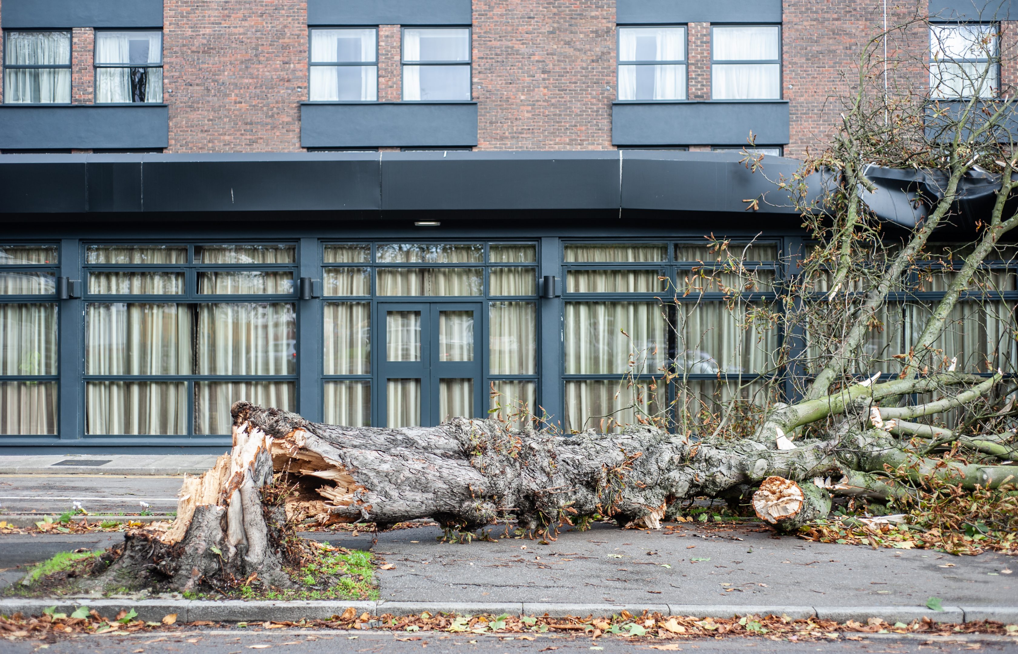 fallen tree