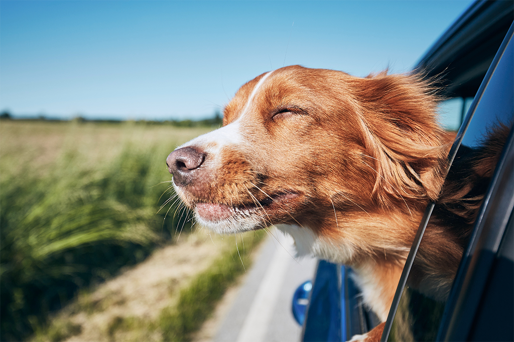Chien dans une voiture